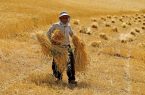 اعلام نرخ خرید گندم تا اوایل هفته آینده