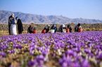 تولید زعفران ۷۰ درصد افت پیدا کرده است