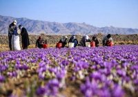 تولید زعفران ۷۰ درصد افت پیدا کرده است