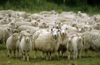 هر کیلوگرم گوسفند زنده امروز ۲۶ اردیبهشت از ۲۱۰ تا ۲۷۰ هزار تومان