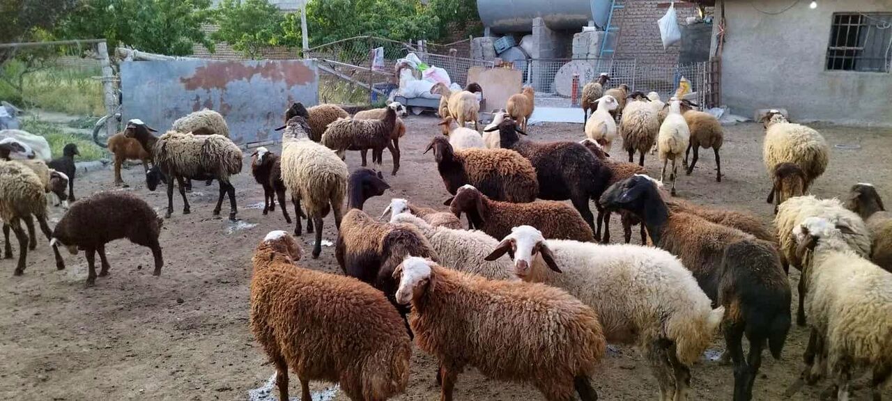 کاهش قیمت دام زنده